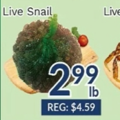Live Snail