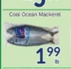 Cool Ocean Mackerel